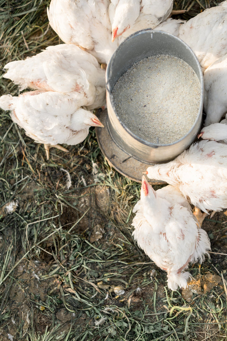Pastured chickens
