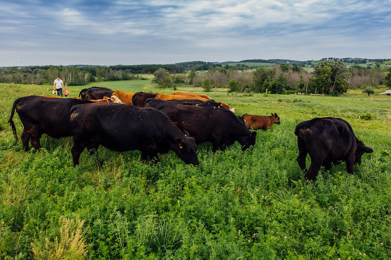 Beef Cattle on Pasture