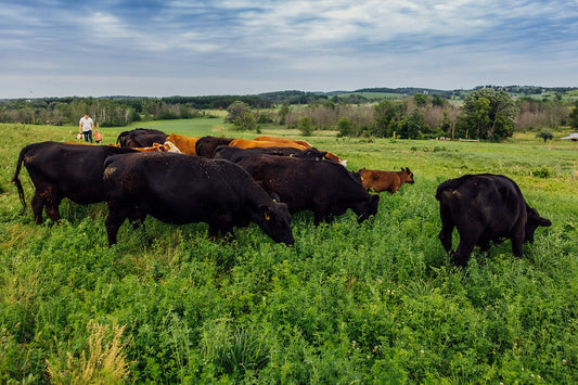 Beef Cattle on Pasture
