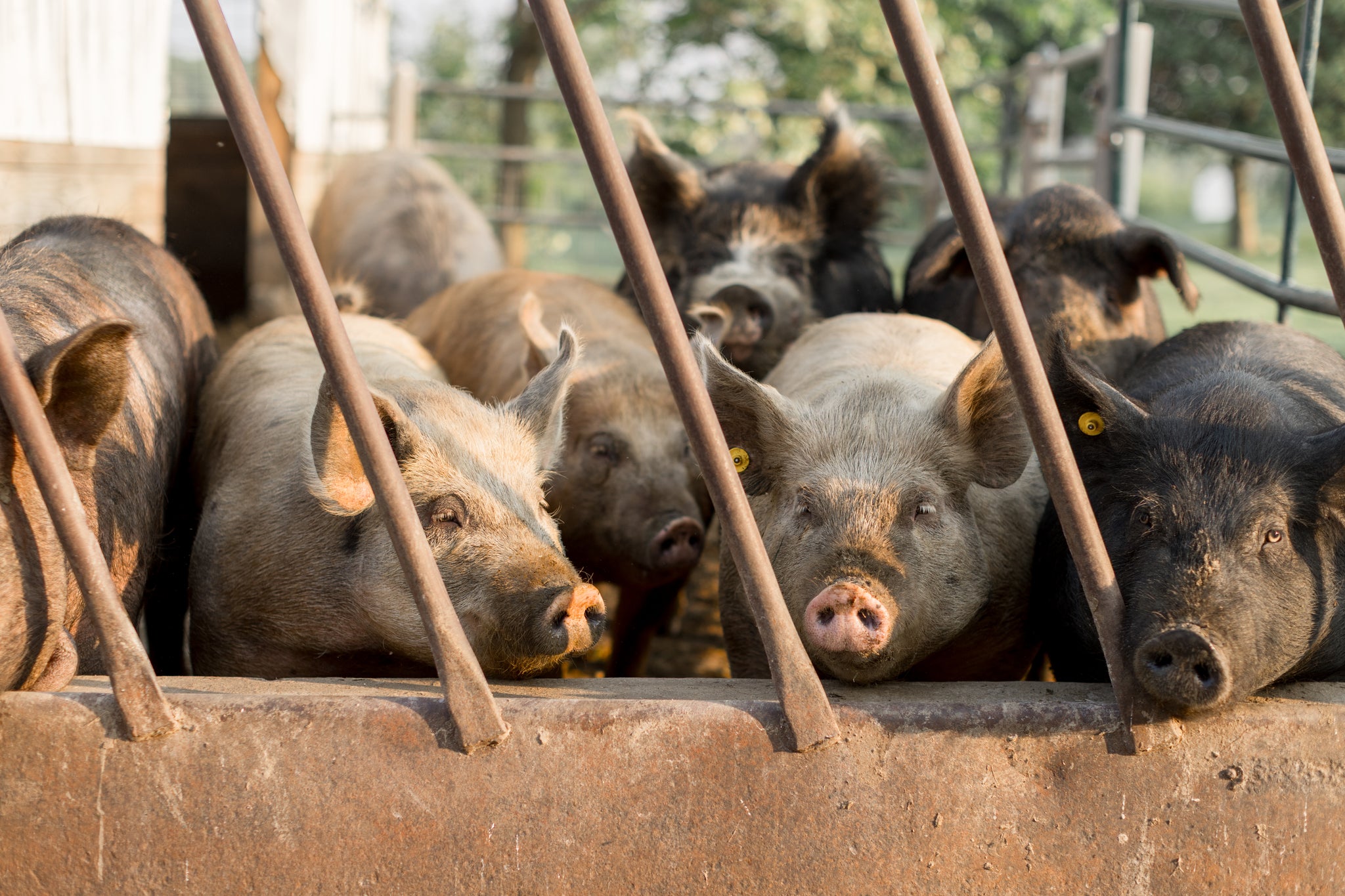 Pigs at May Hill Farm