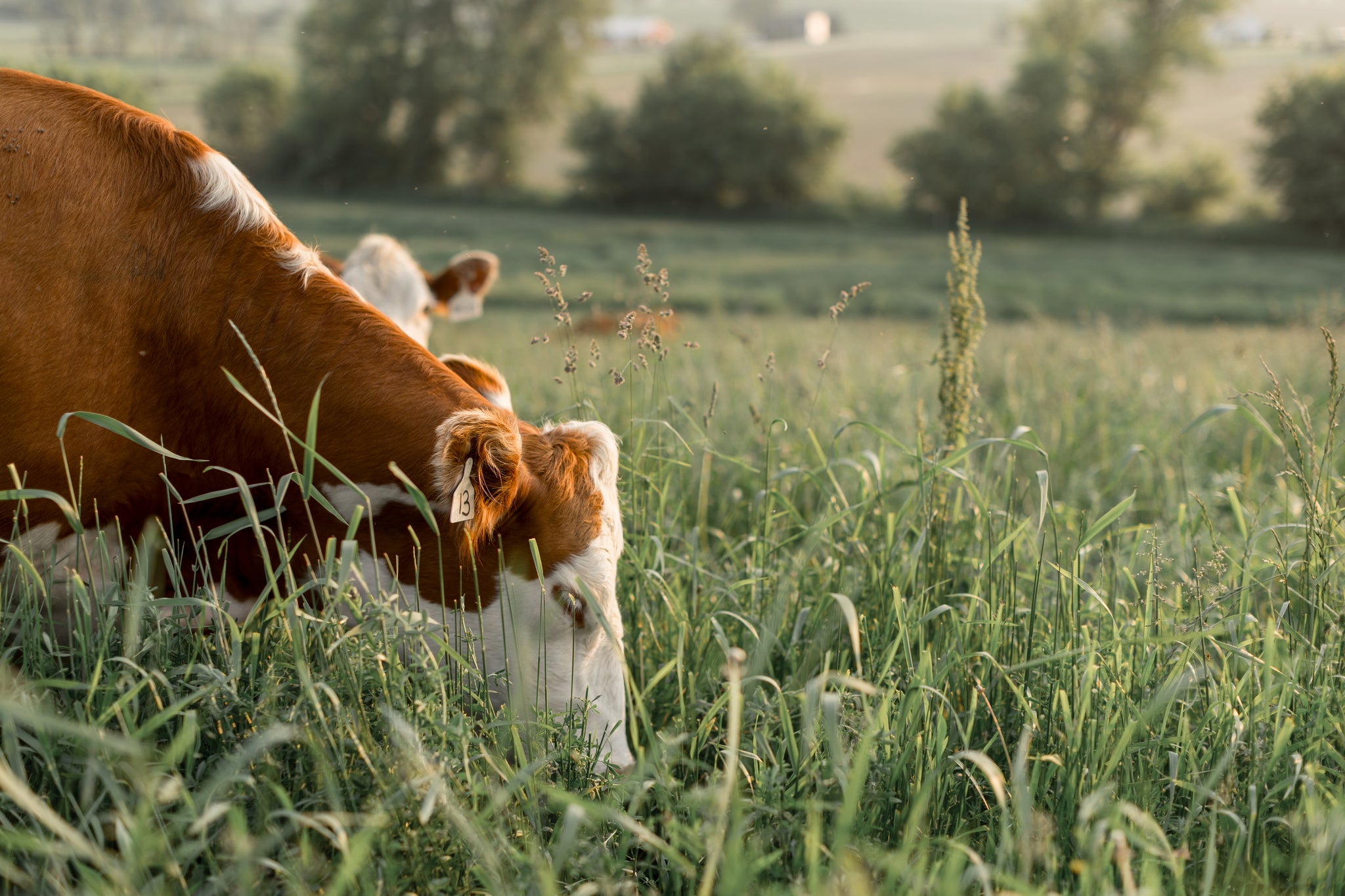 Cows on pasture in Wisconsin